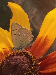 Lycaena virgaureae