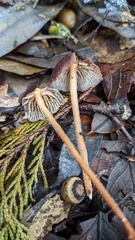 Collybiopsis biformis