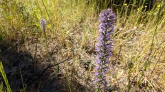 Liatris hesperelegans