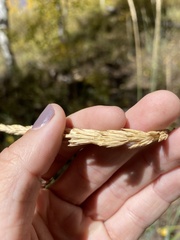 Leymus cinereus