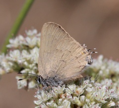 Satyrium auretorum