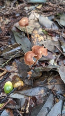 Collybiopsis biformis