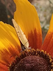 Lycaena virgaureae