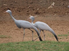 Anthropoides paradiseus