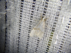 Pseudargyria interruptella