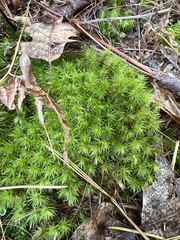 Dicranum polysetum