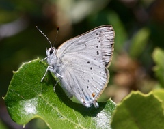 Satyrium sylvinus