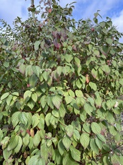 Cornus sericea
