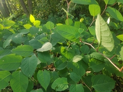 Reynoutria japonica