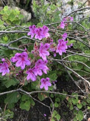 Pelargonium cucullatum