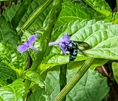 Thyreus himalayensis