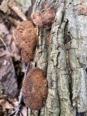 Hapalopilus rutilans