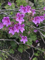 Pelargonium cucullatum