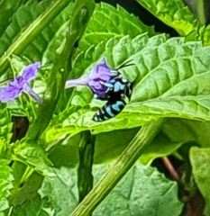 Thyreus himalayensis