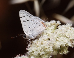 Tharsalea xanthoides