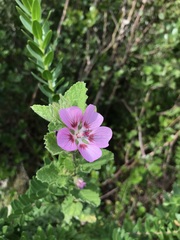 Anisodontea scabrosa