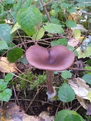 Pseudoclitocybe cyathiformis