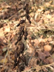 Epipactis