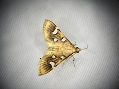 Cotachena alysoni