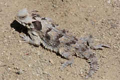 Phrynosoma blainvillii