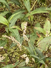 Persicaria hydropiperoides