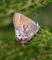 Callophrys loki