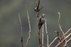 Dendrocoptes auriceps