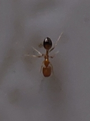 Trichomyrmex destructor