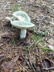Russula parvovirescens