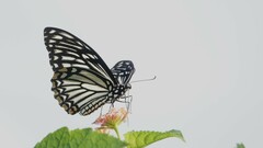 Papilio clytia