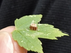 Reduviidae