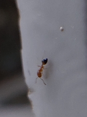 Trichomyrmex destructor