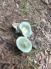 Russula parvovirescens