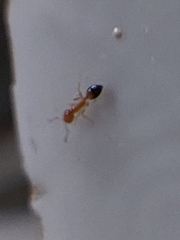 Trichomyrmex destructor