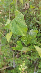 Matelea reticulata