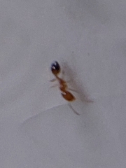 Trichomyrmex destructor