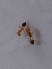 Trichomyrmex destructor