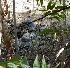 Testudo marginata