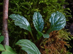 Ajuga reptans