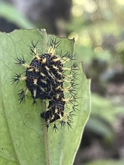 Kaniska canace