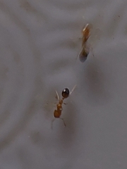 Trichomyrmex destructor