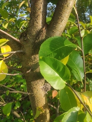 Amygdaloideae