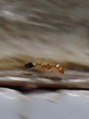 Trichomyrmex destructor