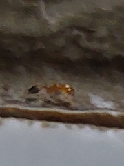 Trichomyrmex destructor