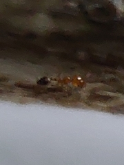 Trichomyrmex destructor