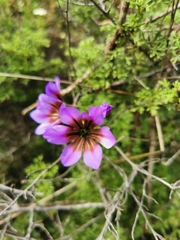 Leucocoryne purpurea