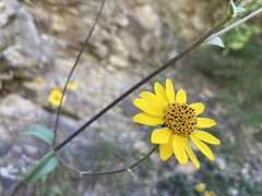 Helianthus occidentalis