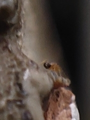 Trichomyrmex destructor