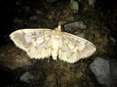 Pseudebulea fentoni