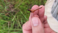 Diplacodes melanopsis